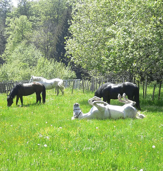 cheval en pleine nature